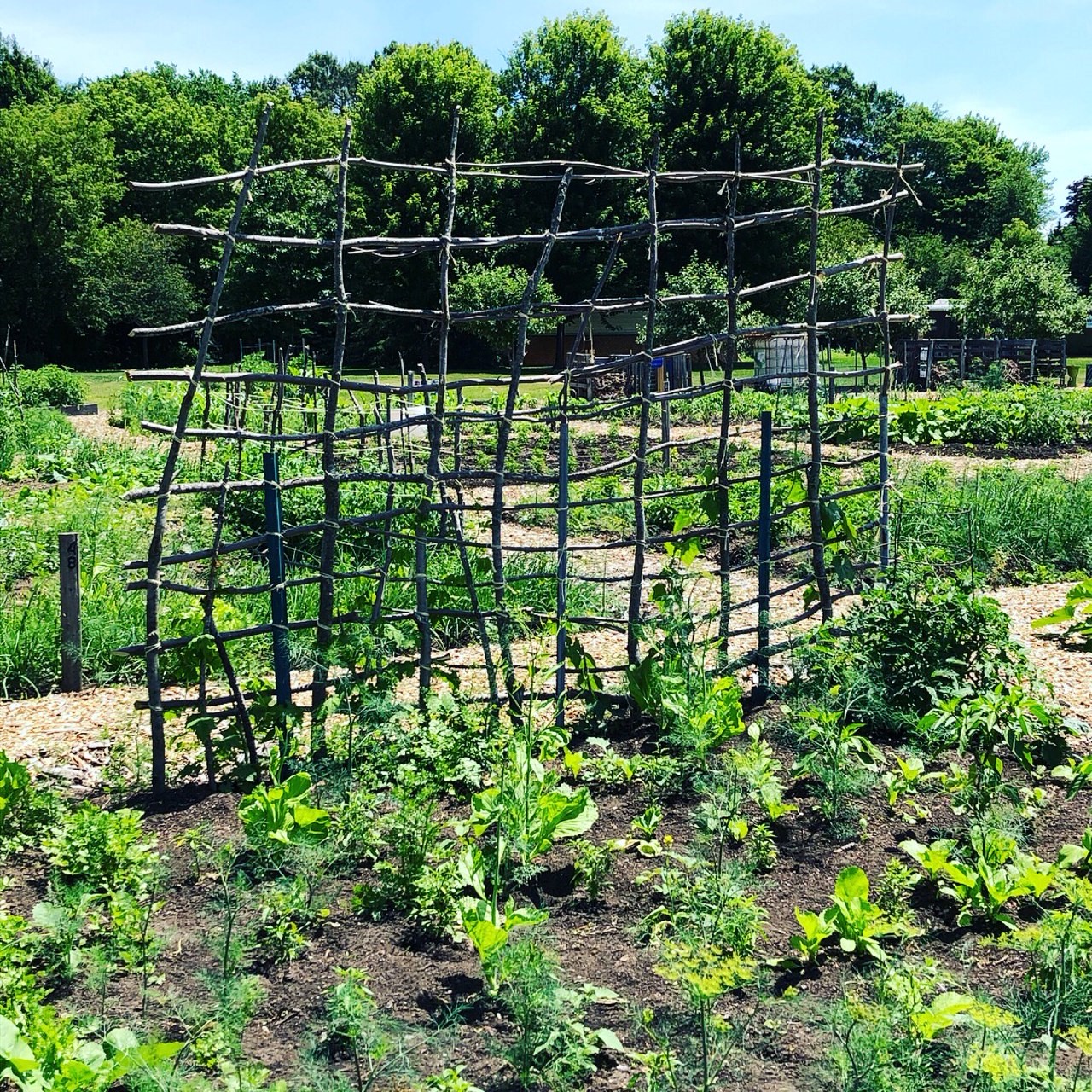 Community garden with vegetables and a fence made of small branches.