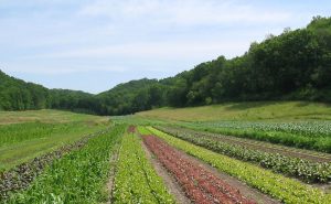 Vegetable Farm 