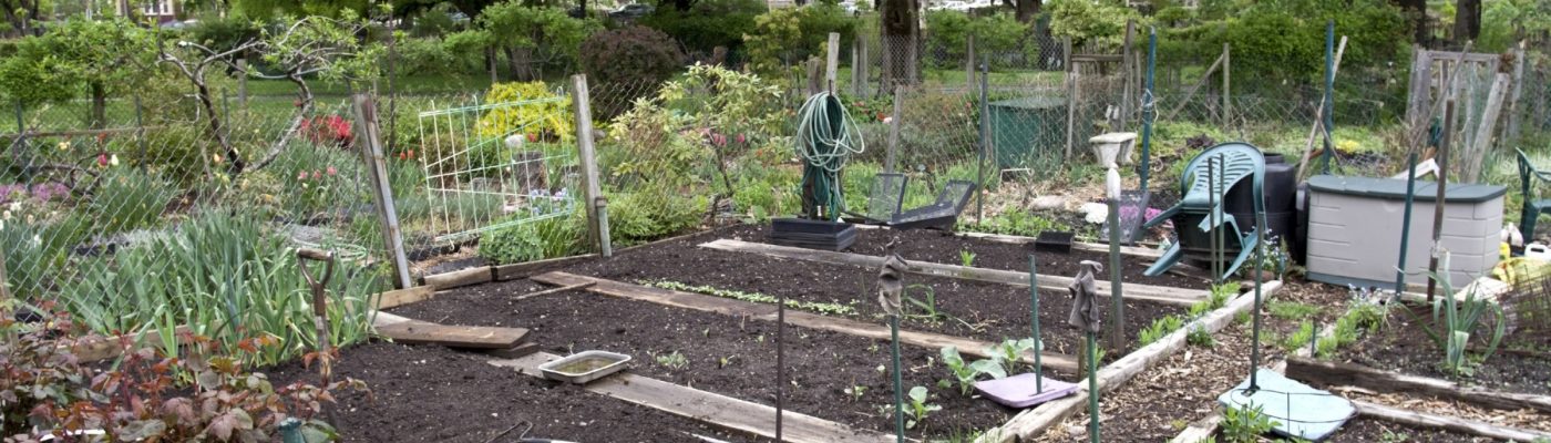 community garden