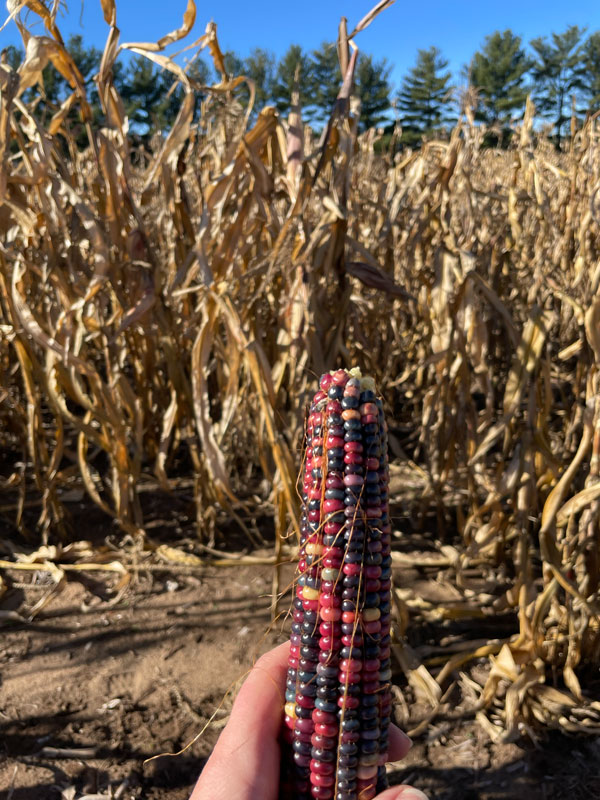 A hand holding an ear of Flint corn with a field of corn in the background.