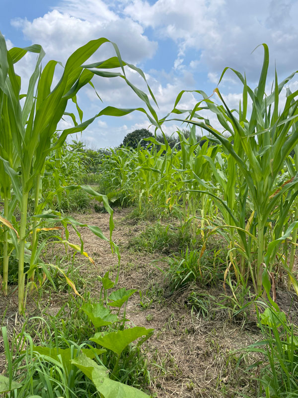 A bright green corn field with a bright blue sky in the background