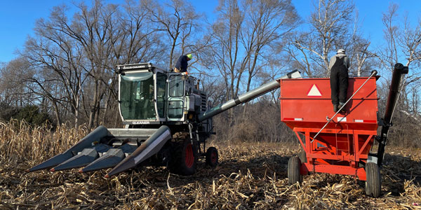 A combine harvesting a corn field .