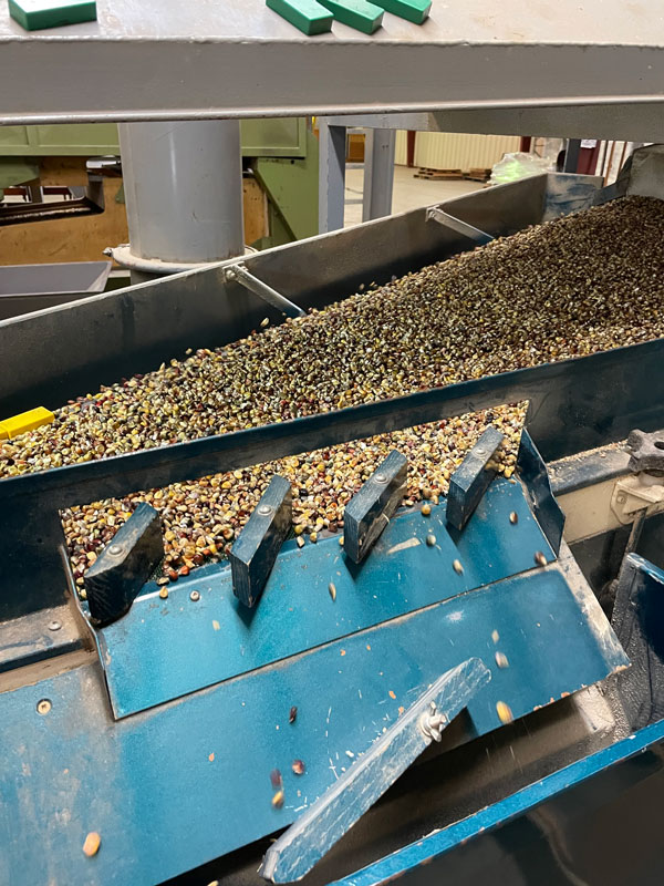 Corn kernels moving through an industrial machine