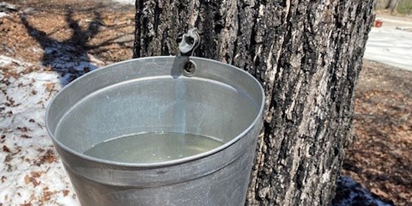 A maple syrup tap in the side of a tree with a metal bucket hanging below it.