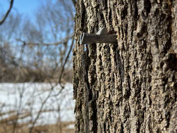 A maple syrup tap in the side of a tree