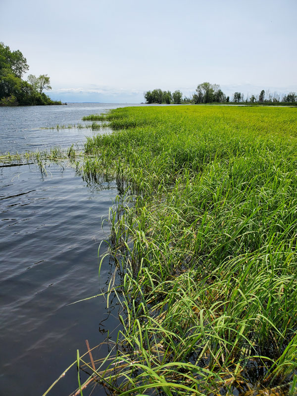 Wild rice growing in a lake