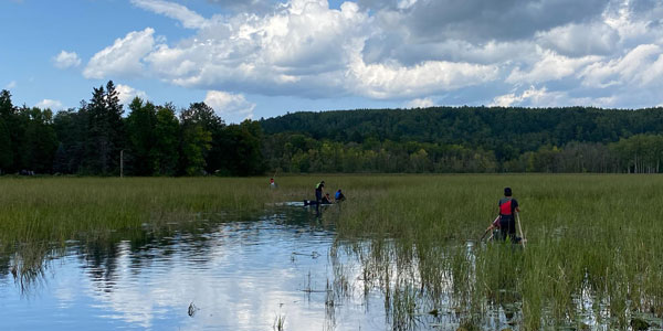 People wading in wild rice fields on the edge of a lake