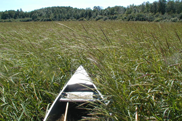 A canoe in the middle of a wild rice field