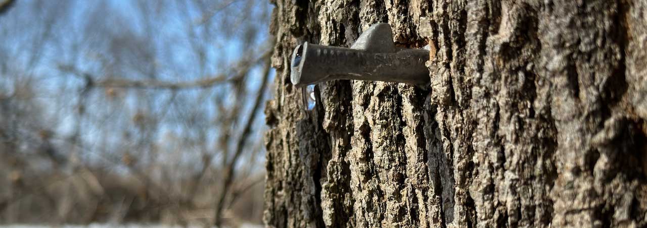 A close up of a maple syrup tap in a maple tree