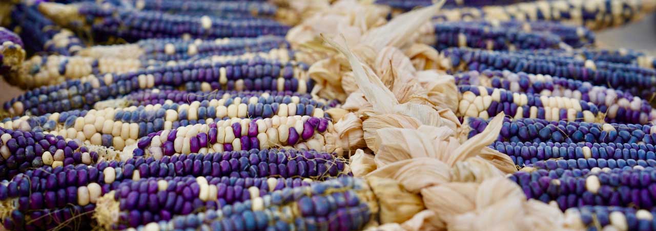 Winnebago mixed corn laid out flat on a table