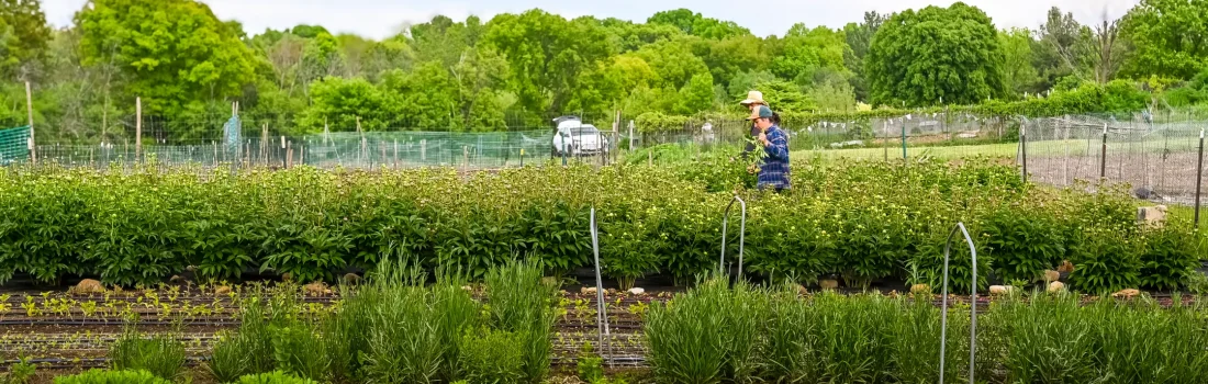 Two urban farmers walk through rows of blooming peonies on a cut flower farm in Milwaukee, Wisconsin, harvesting flowers on a partly cloudy day