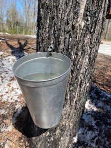 A maple syrup tap in a maple tree with a metal bucket hanging below it