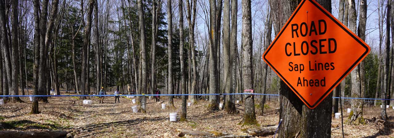 An orange street sign that reads road closed sap lines ahead in front of several maple trees that have a sap line system running between each of them