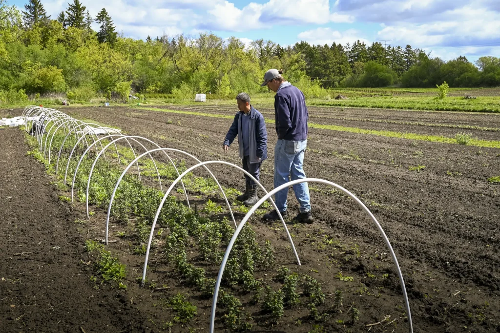 Two urban farmers stand in a crop field with white low tunnel hoop supports over rows of plants, surrounded by trees under a partly cloudy sky in Milwaukee, Wisconsin.