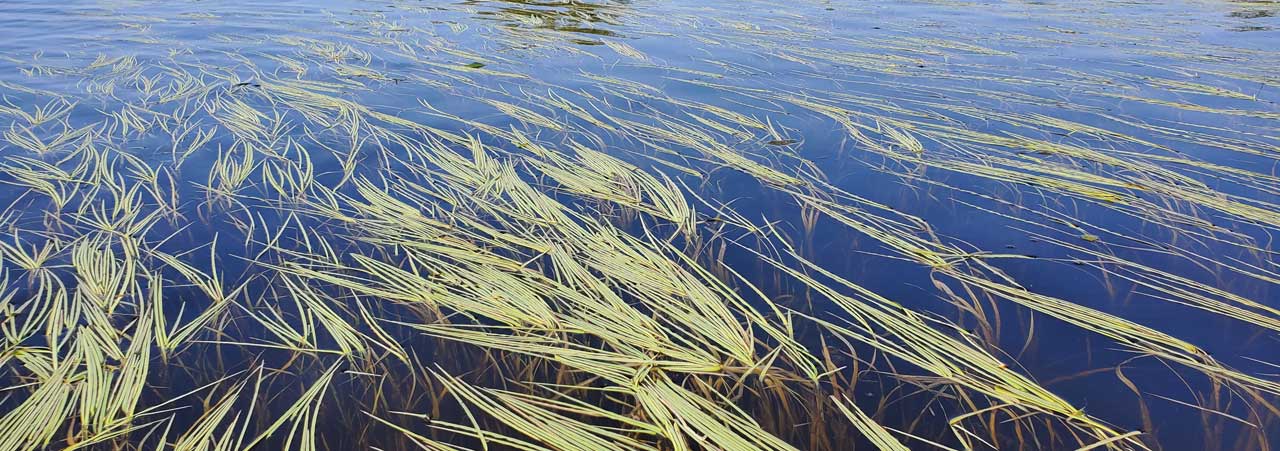 Wild rice plants growing in a lake
