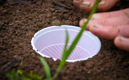 Red Solo Cup, I Fill You Up (With Bugs)