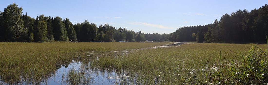 View of wild rice bed with trailers of canoes in the background.