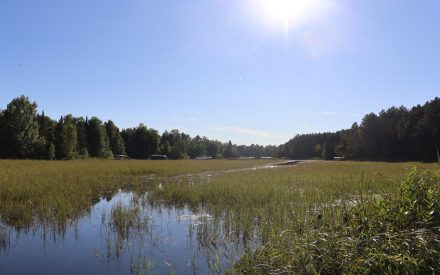 Sharing Manoomin / Manōmaeh (wild rice) harvesting through rice camps