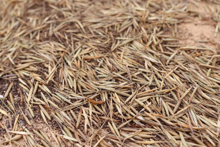 A close up of wild rice that has been harvested with one rice worm in the middle.