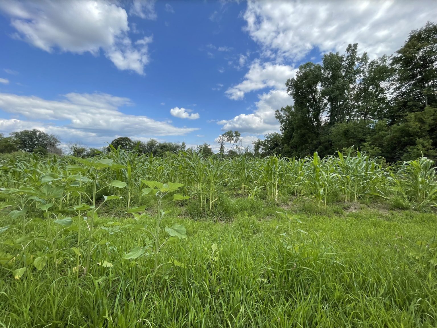 Native Food Riser Indigenous Food Systems Resilience – Community Food Systems