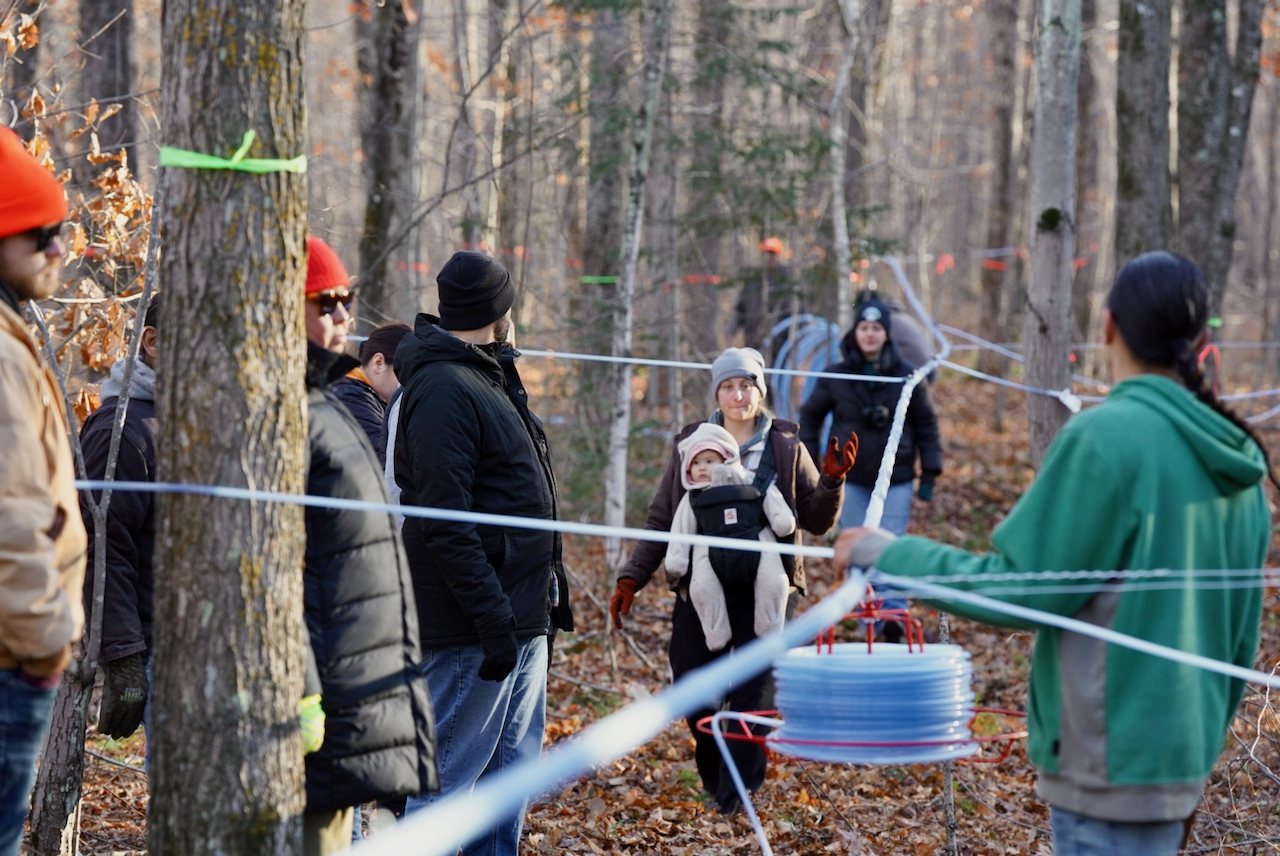 Group of people in the woods setting up blue maple sap tubing line between trees.