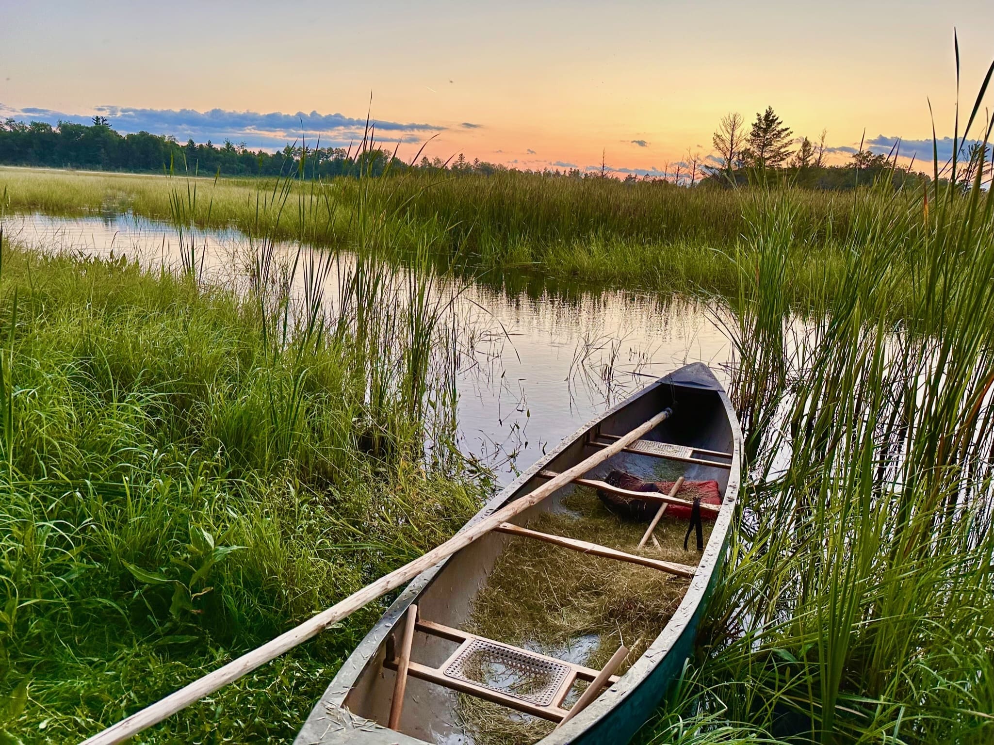 A canoe in wild rice at sunset with knockers and  a push pole. Rice is in the bed of the canoe