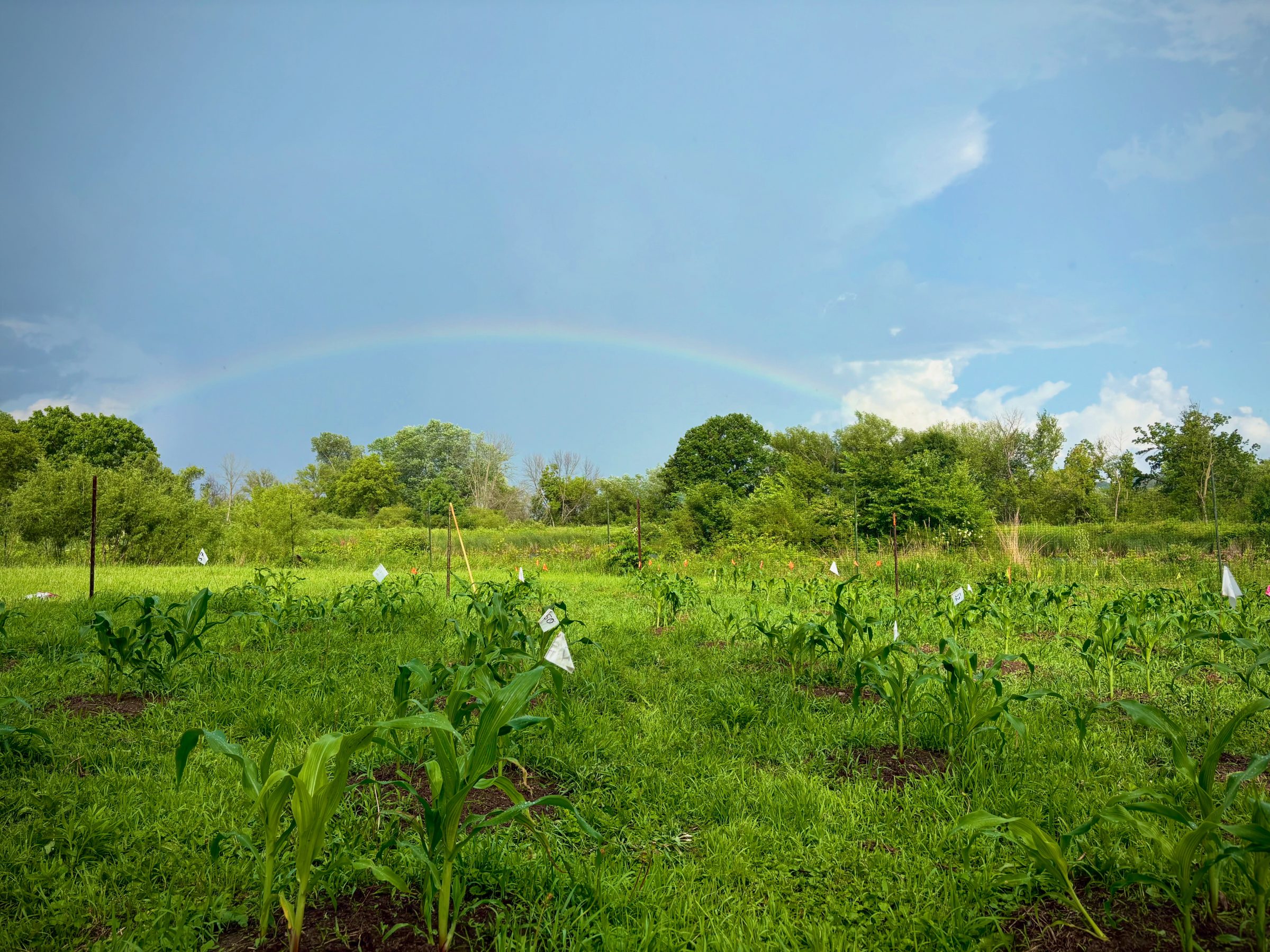 Corn growing on mounds of soil at the Arboretum Indigenous Research Garden with a blue sky and rainbow in the background.